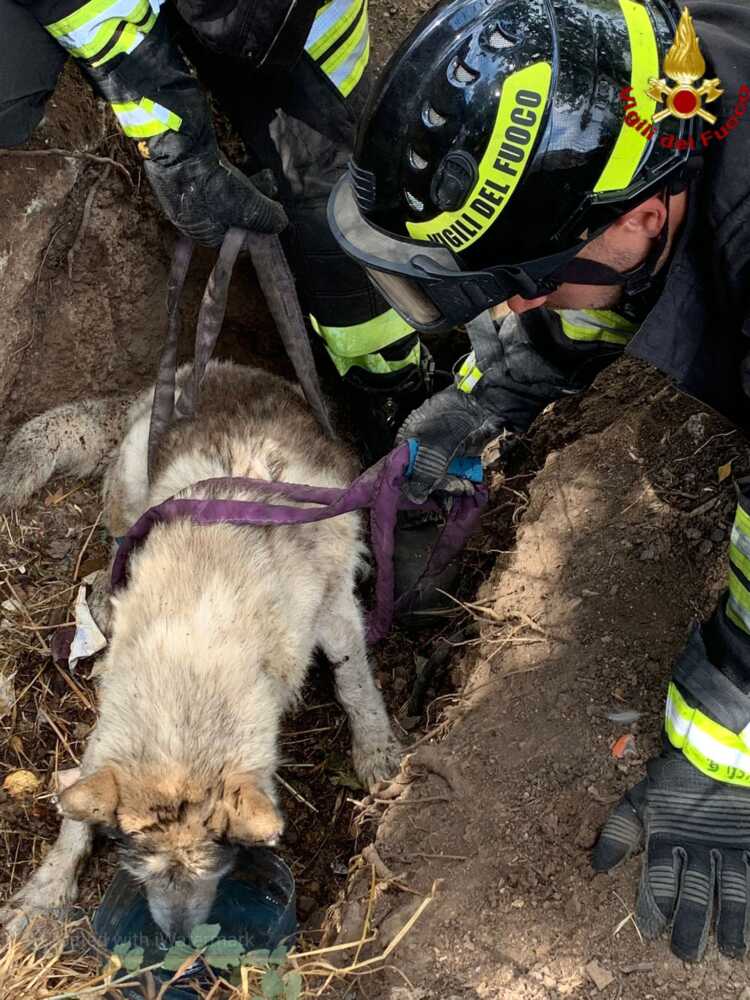 cagnolone vvf vigili fuoco pompieri cagnolone vvf vigili fuoco pompieri