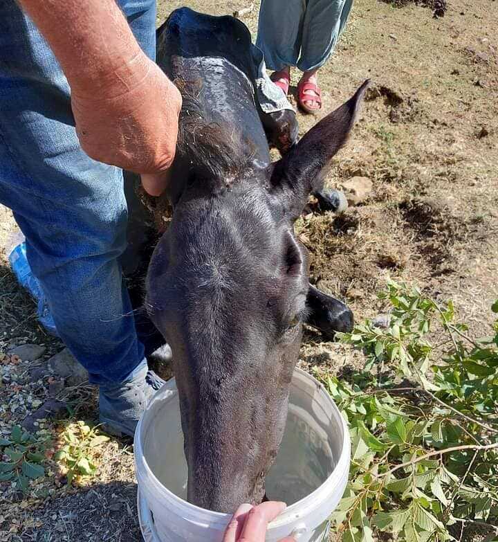 cavalli assetati prato cipolloso santa marinella cavalli assetati prato cipolloso santa marinella