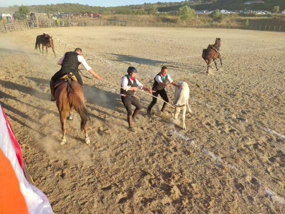 torneo butteri 2022 cattura vitello prendere toro corna cattura vitello 1