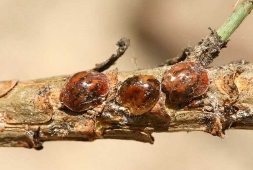 Cocciniglia Tartaruga, Civitavecchia “zona infestata” dal parassita degli alberi