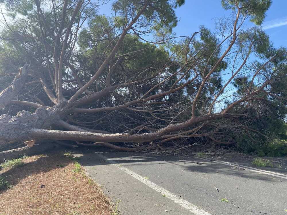 alberi caduti aurelia ladispoli
