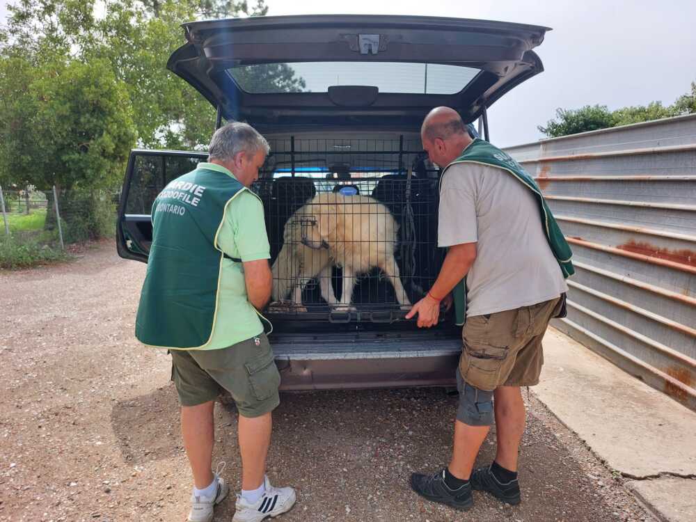 cagnolone arturo fareambiente ladispoli 2