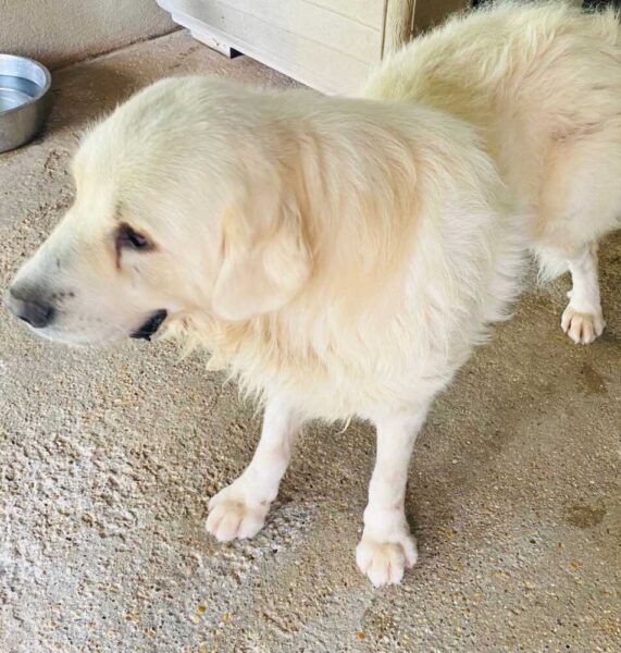 cagnolone arturo fareambiente ladispoli 2