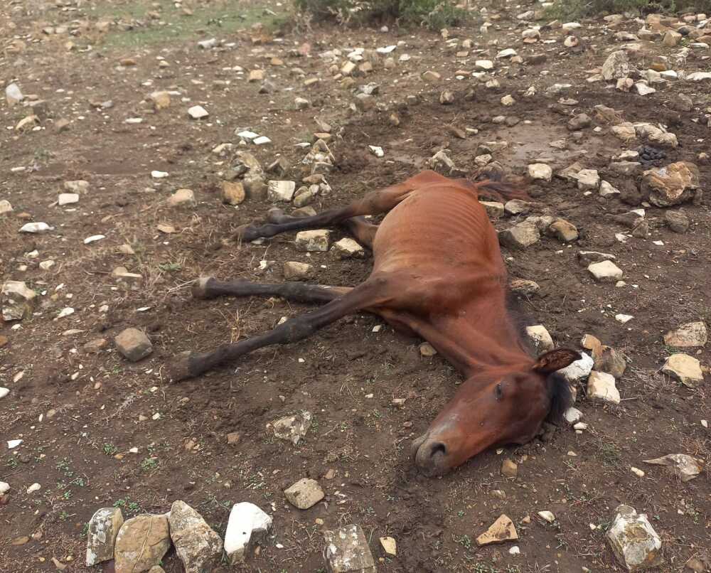 cavallo a terra santa marinella cavallo a terra santa marinella