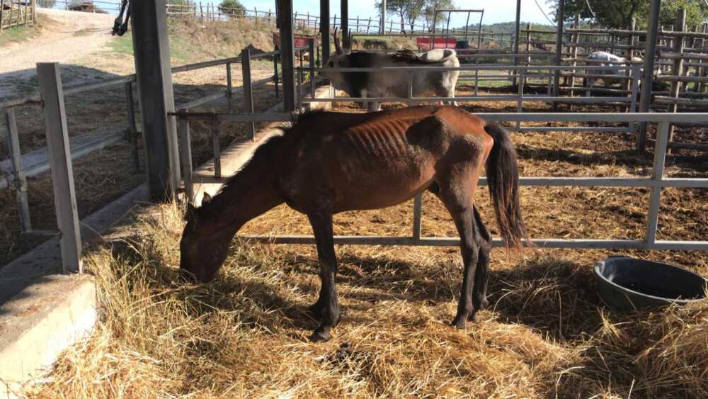 cavallo creatura lucky cavallo creatura lucky