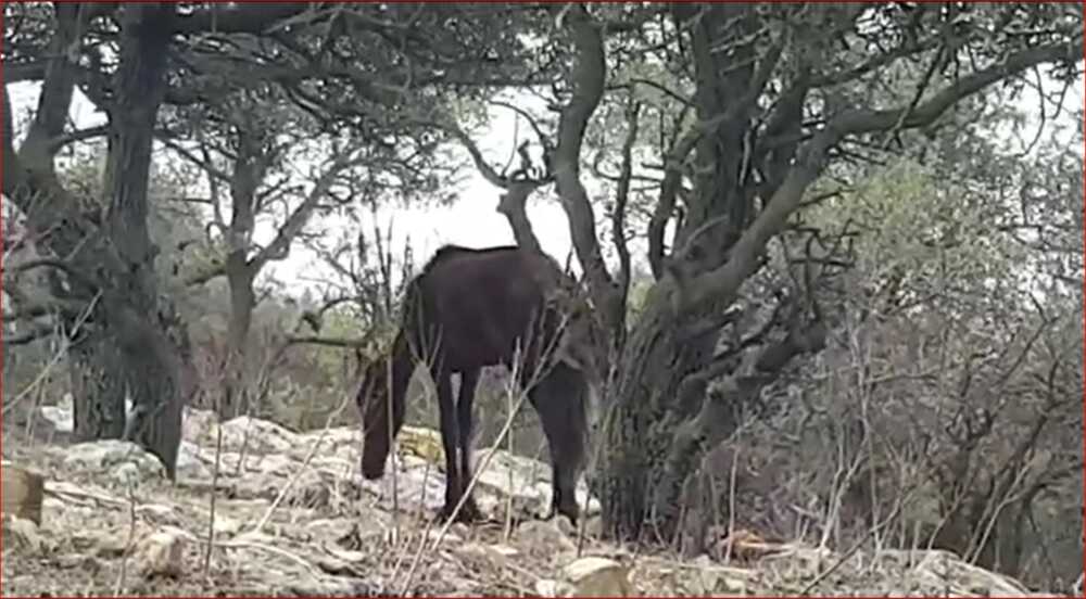 Cavallo a Prato Cipolloso, UniAgraria Allumiere smentisce Horse Angels: “È vivo nelle nostre stalle”