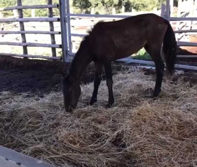 La Guardia Ecozoofila Peris: “Il cavallo salvato a Prato Cipolloso ora si chiama Lucky”