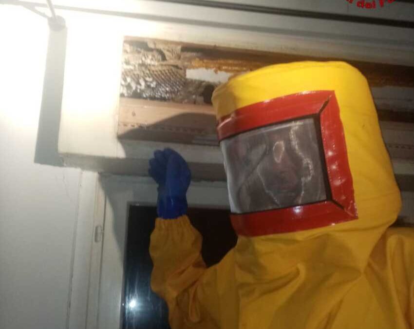 Favo di calabroni rimosso dai pompieri di Civitavecchia