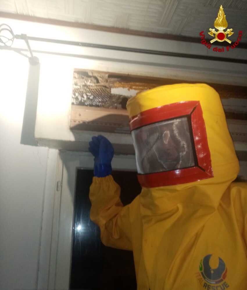 favo calabroni vvf vigili fuoco pompieri civitavecchia favo calabroni vvf vigili fuoco pompieri civitavecchia