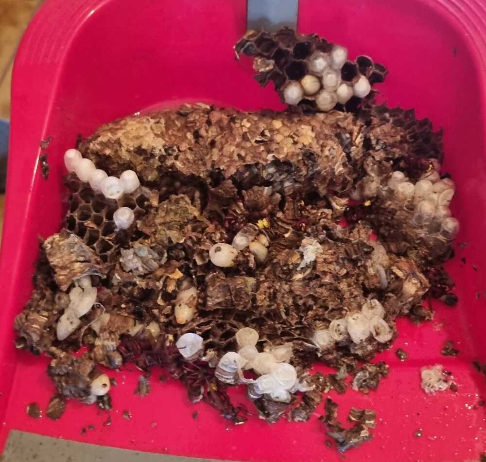 nido vespa orientalis nido vespa orientalis