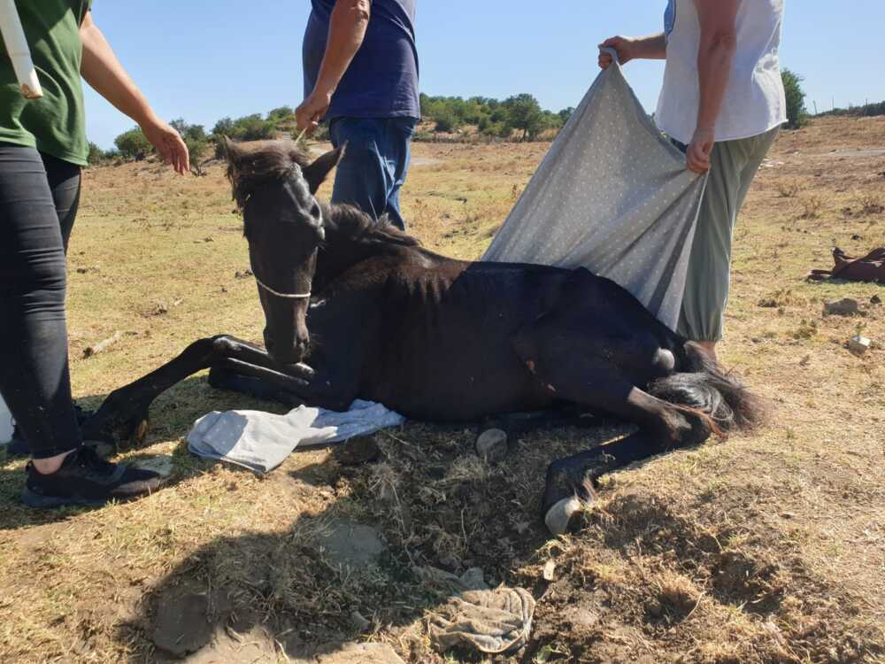 puledro cavallo prato cipolloso morto