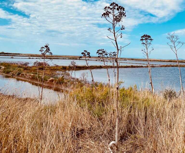 saline tarquinia saline tarquinia