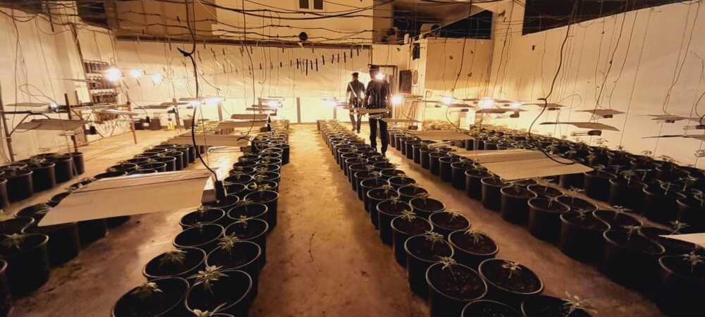 Piantagione di marijuana a Campagnano, i Carbinieri arrestano un 37enne albanese
