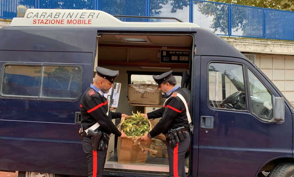 Cerveteri La piantagione di marijuana sequestrata dai Carabinieri (3)