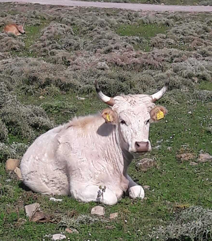 bovino vacca mucca prato cipolloso