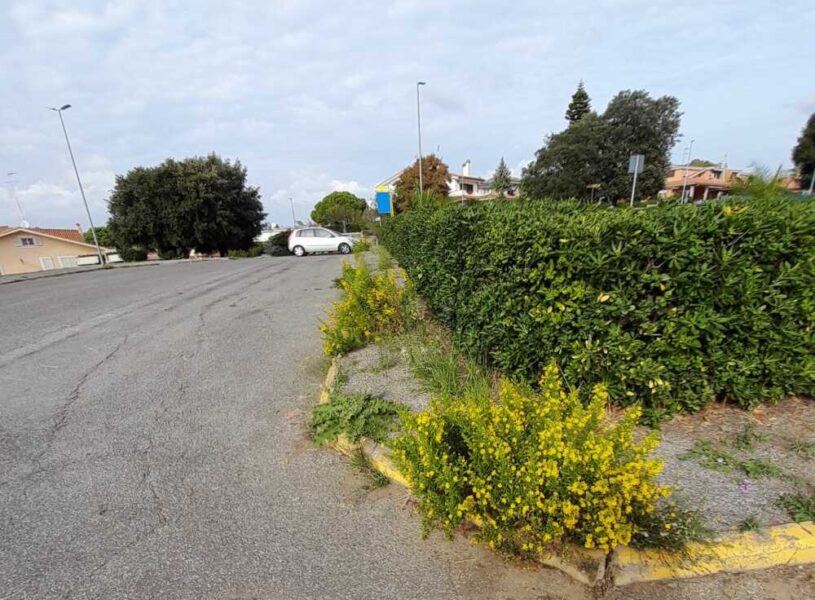erbaccia immondizia viale europa ladipoli (2)