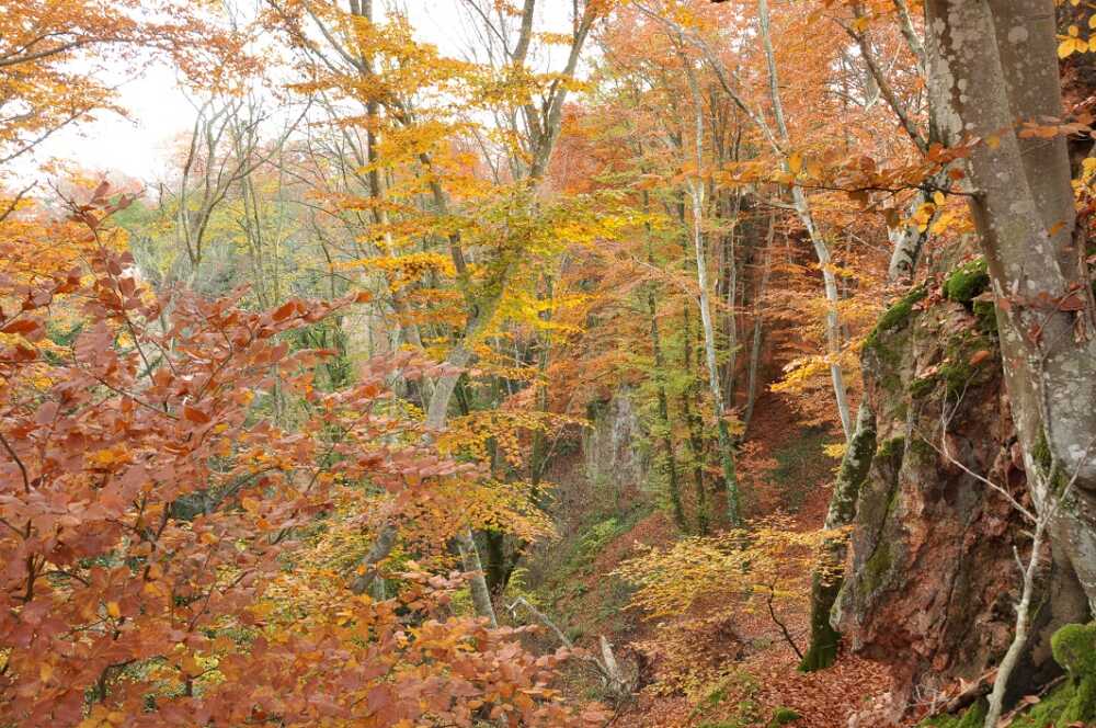 Sensi Naturali, passeggiata micologica domenica ad Allumiere