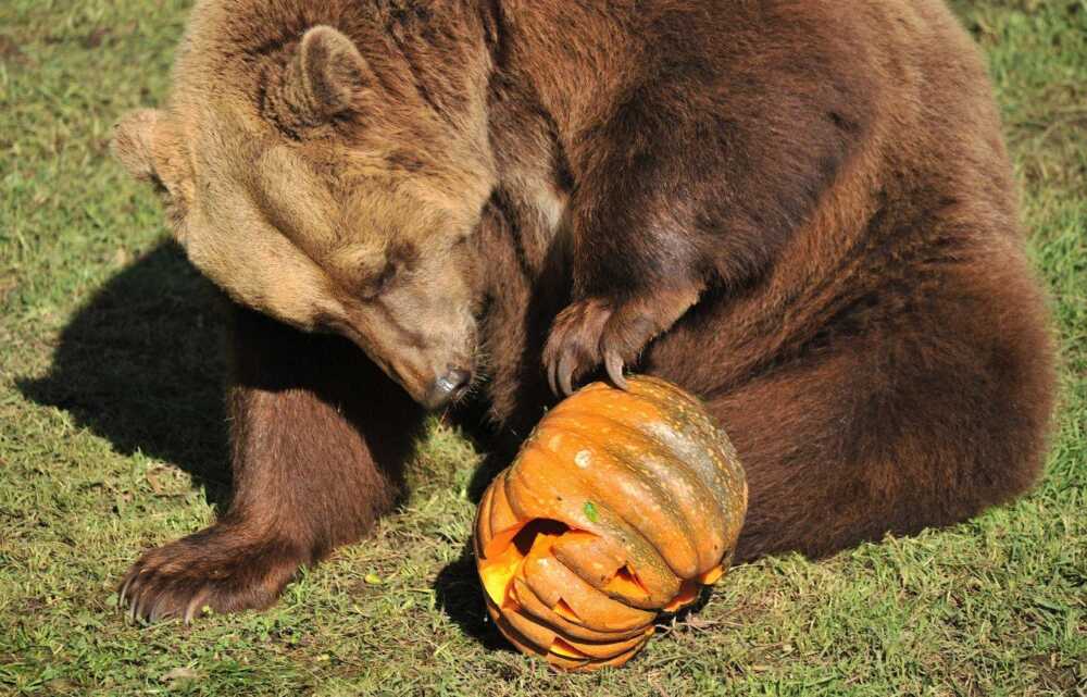 halloween orso e zucca
