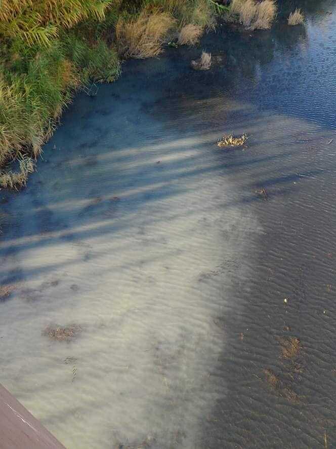 sversamento fosso vaccina