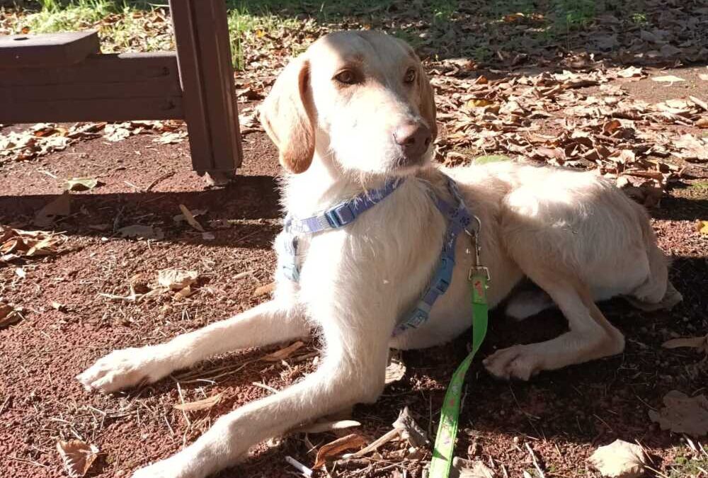 Amaretto, un adorabile cane che non vuole cacciare ma ricevere amore