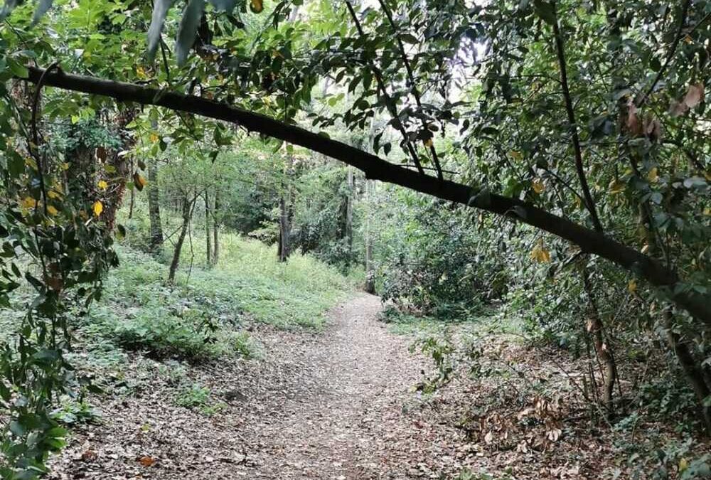 Resti archeologici della Roma imperiale nel Bosco di Valcanneto, una ricchezza da salvaguardare