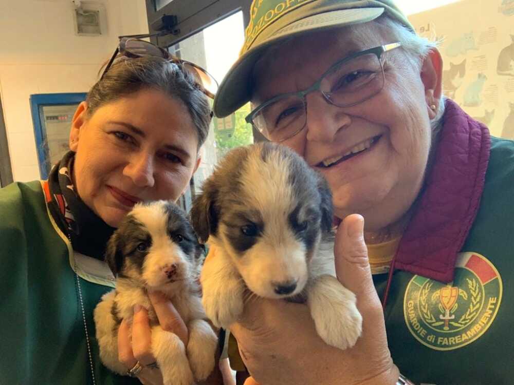 cuccioli abbanonati fareambiente ladispoli 1 cuccioli abbanonati fareambiente ladispoli 1