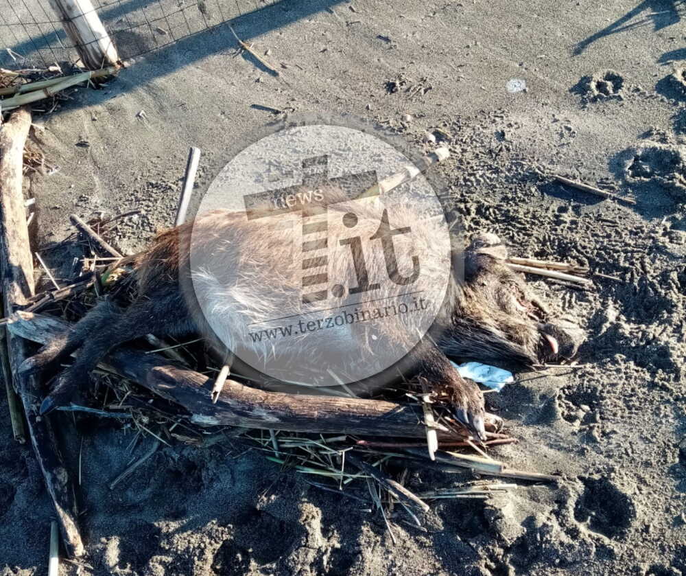 carcassa cinghiale spiaggia ladispoli