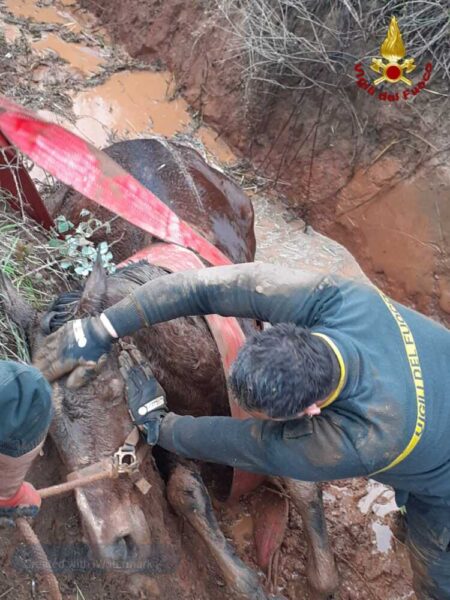 cavalla santa marinella vvf vigli fuoco pompieri 1