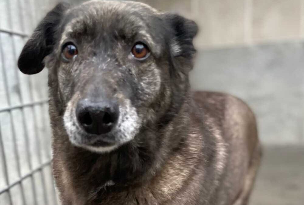 Max e Cocca, traditi dagli umani cercano finalmente delle vere famiglie