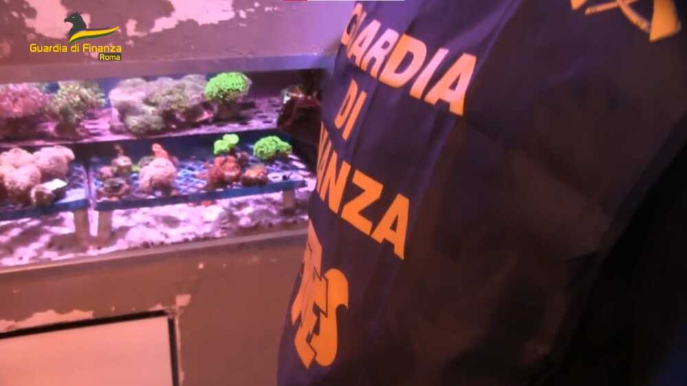 finanza cites animali