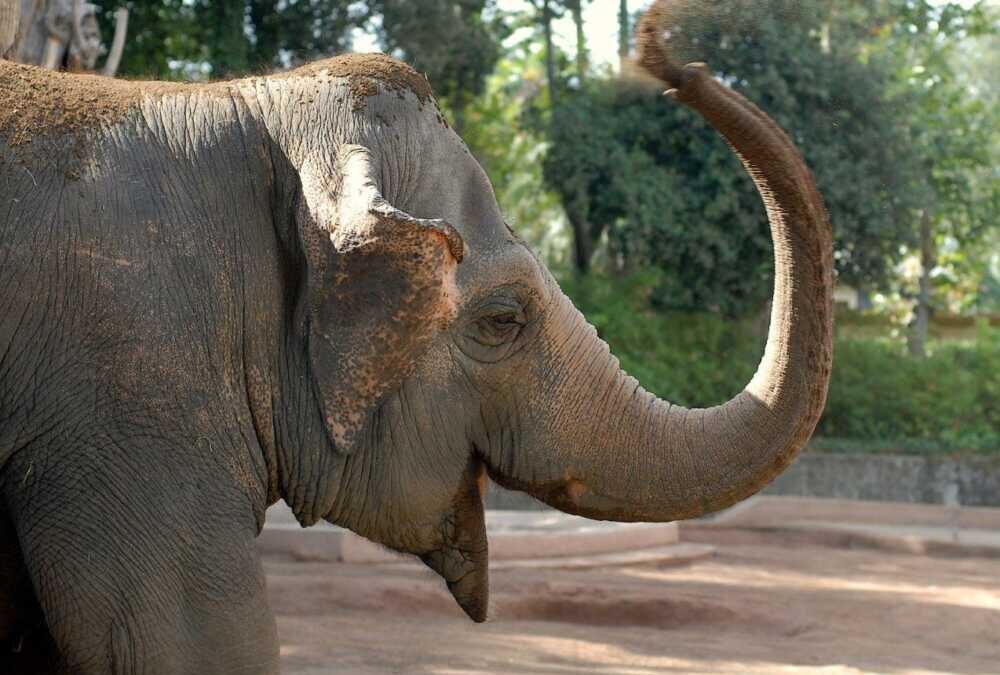 Al Bioparco di Roma speciale caccia al tesoro il giorno della Befana