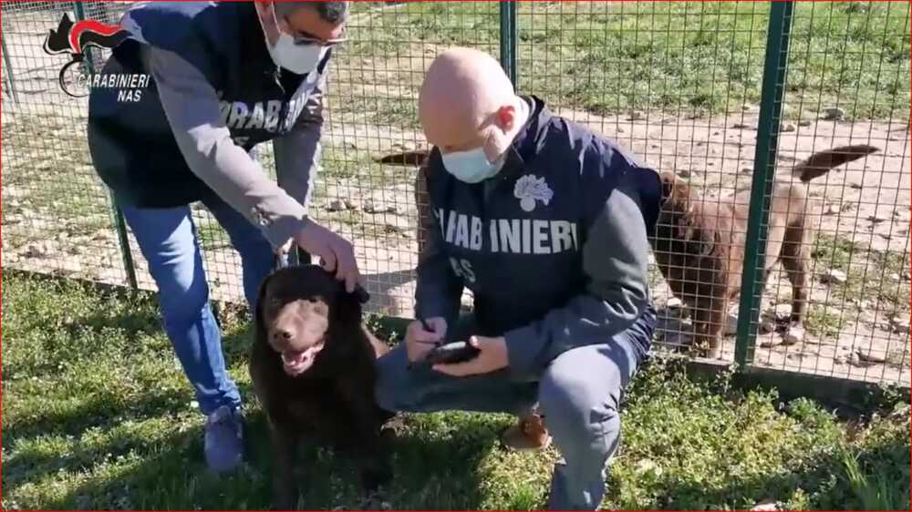 carabinieri nas canile carabinieri nas canile