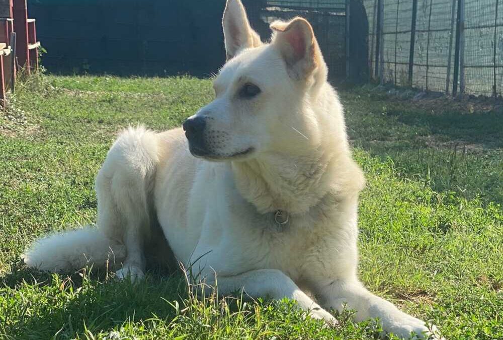 Dotto, tornato in canile dopo una settimana d’adozione cerca una nuova casa: è buonissimo