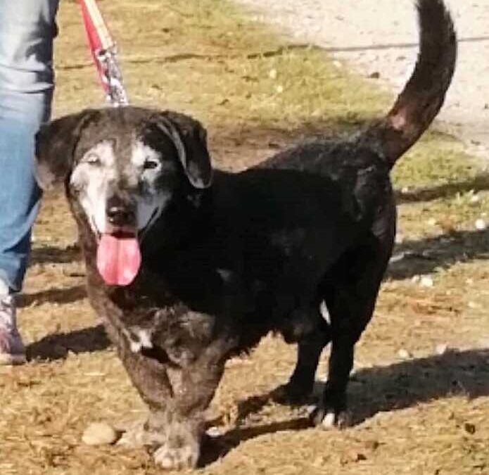 Lapo e Black cercano chi li adotti, pure a distanza