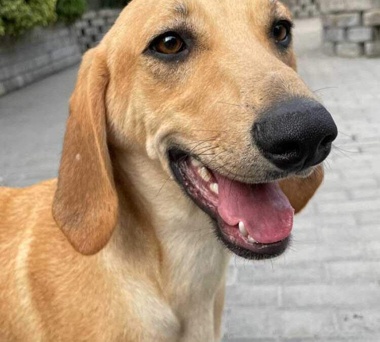 Remo e Luigino sono adorabili e non si meritano il canile