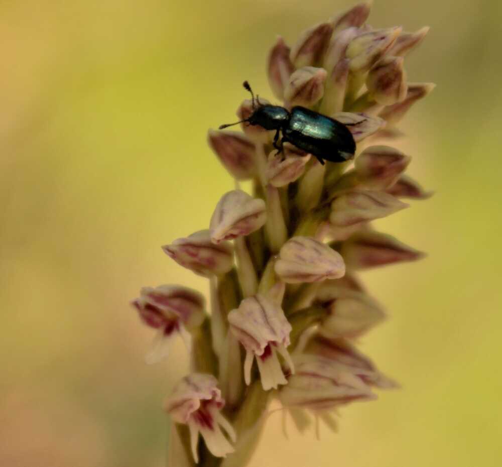 Neotinea maculata orchidea spontanea allumiere