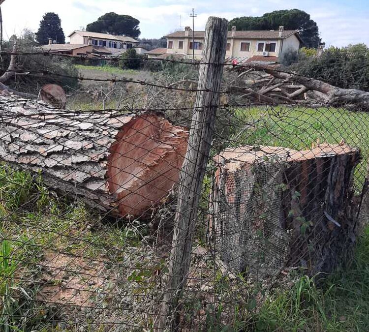 Una cittadina al sindaco di Bracciano Crocicchi: “Tagliati pini secolari”
