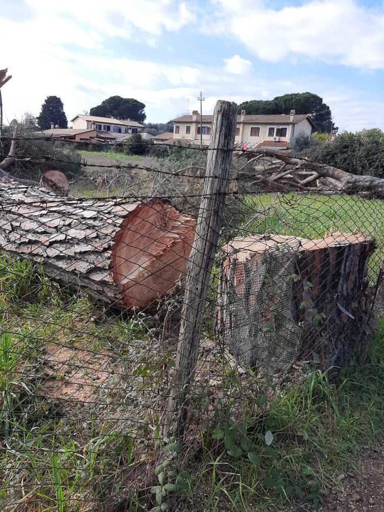 alberi tagliati bracciano (2)