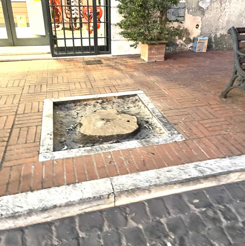 alberi tagliati montalto alberi tagliati montalto