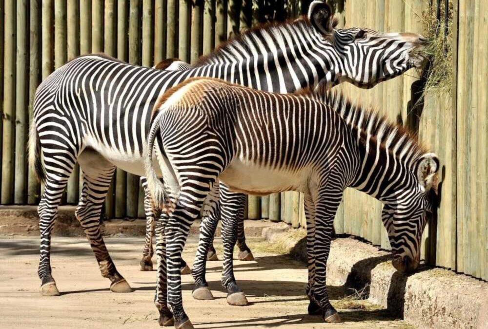 Carnevale al Bioparco di Roma: sconti a chi entra mascherato da animale