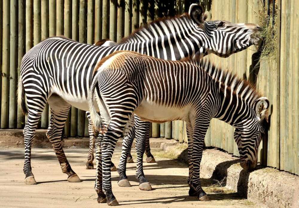 zebre