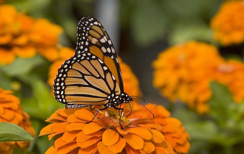Casa delle Farfalle a Roma Casa delle Farfalle a Roma
