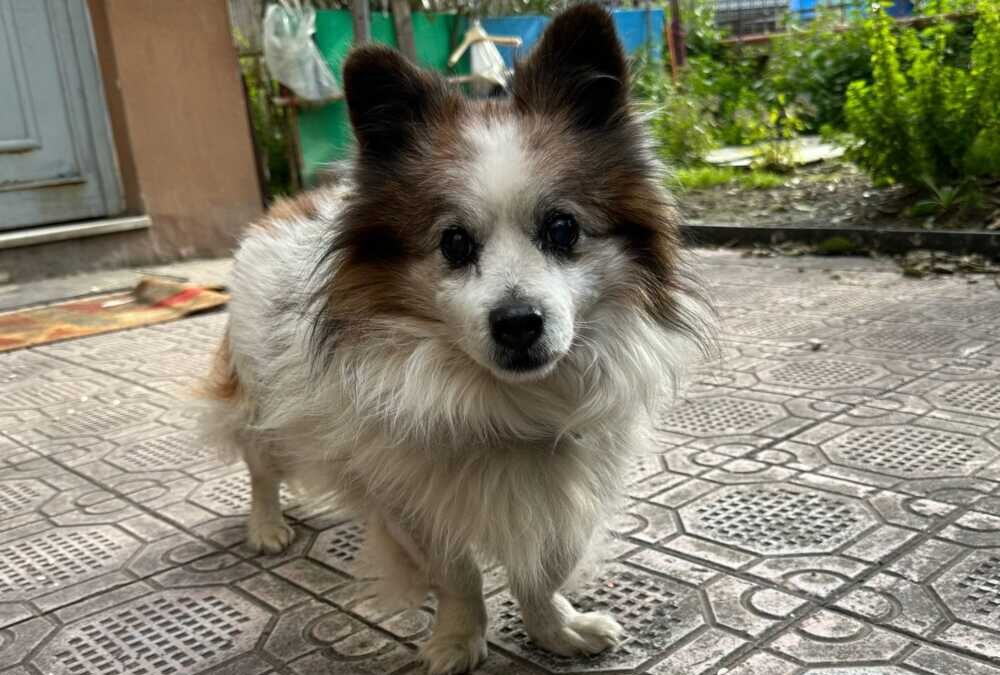 Bullo è un tenero volpino un po’ anziano che cerca una casa