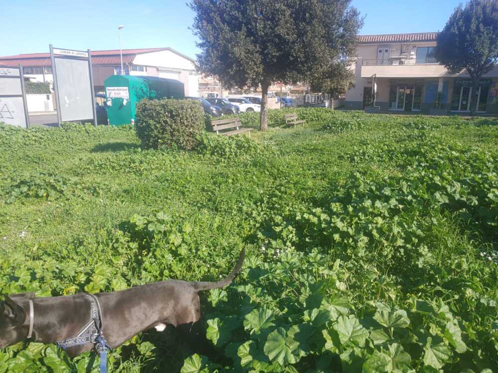 cane erba alta cerreto ladispoli