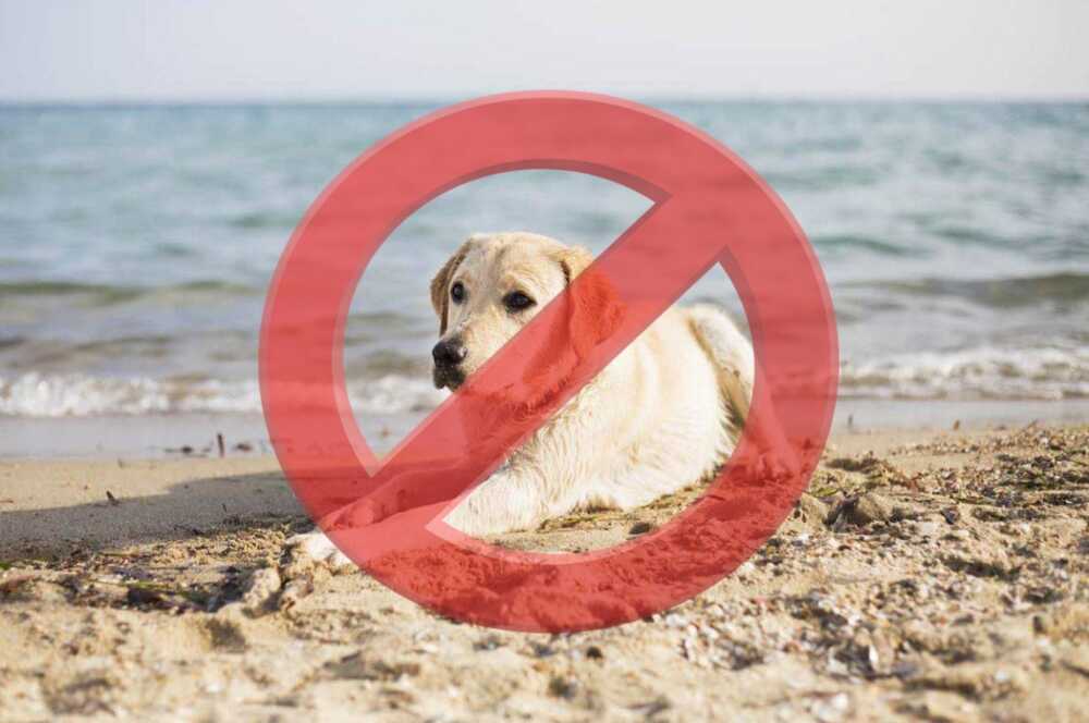 divieto cani spiaggia