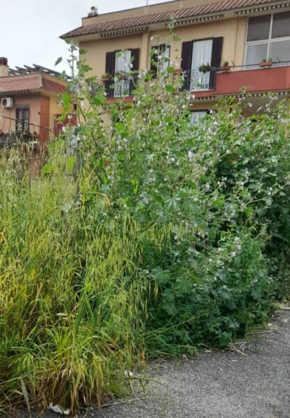 erba alta sfalcio via livorno ladispoli (1)