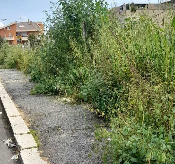 Sfalci in arrivo a Ladispoli, “attenzione alle zone rimozione auto”