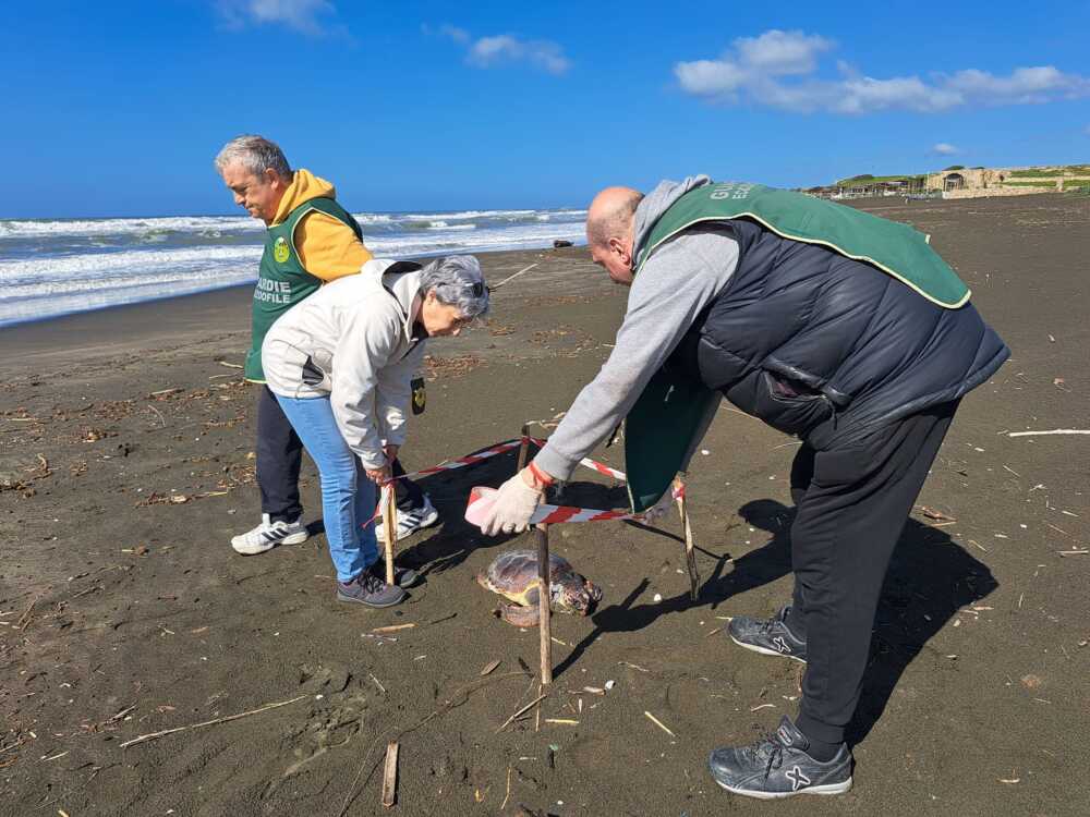 tartaruga caretta spiaggia morta