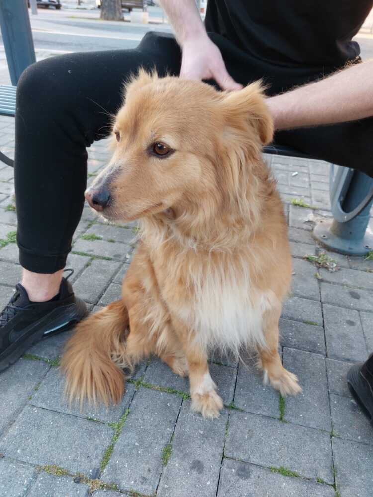 Fare Ambiente prende in stallo cane