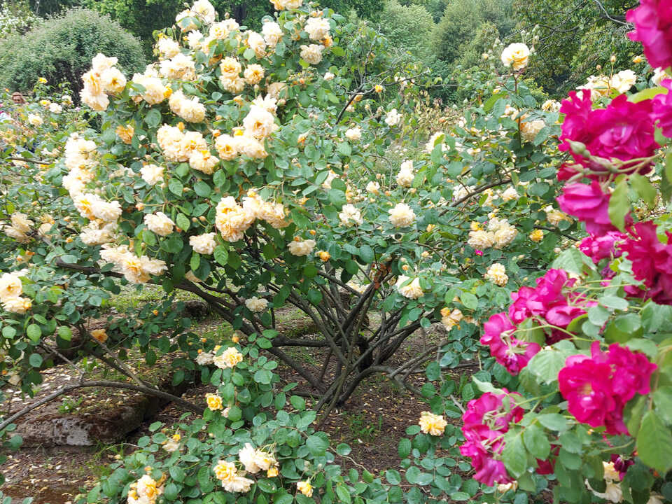 Orto botanico di Roma Orto botanico di Roma